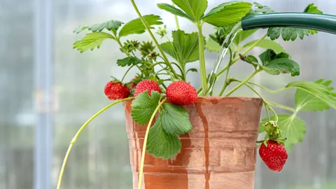  Is your strawberry plant drooping? 5 things you're doing wrong (and how to fix it) 