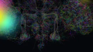  Google's simulated fruit fly brain 'mines Bitcoin' in web browser proof of concept — FutureBit says real organic neuron miner could have '10x the efficiency of the best silicon 3nm ASICs' 