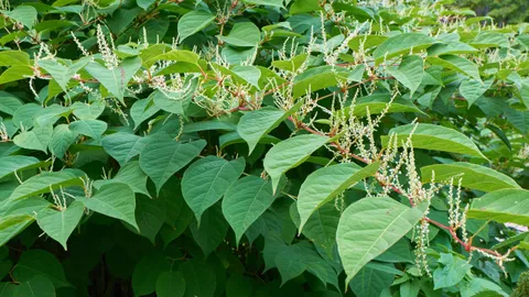 How to get rid of Japanese knotweed and stop this invasive weed from taking over your yard