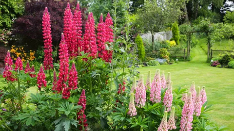 5 self-seeding cottage garden flowers that will fill your borders with picture-perfect blooms for free every summer