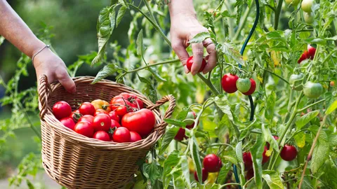  When to fertilize tomatoes: the 3-step schedule for a bountiful harvest 