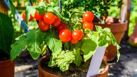 Tom's Guide to tomatoes