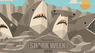  How to watch 'Shark Week' 2026 online from anywhere: Full schedule, TV channels 