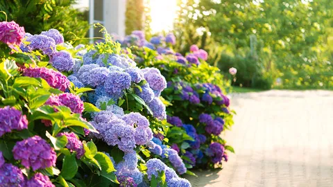 Gardeners being urged to add coffee grounds when watering hydrangeas in May to make them survive hot weather — here's how