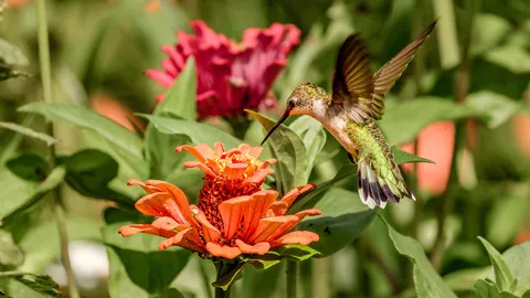 Don’t make this hummingbird mistake — why you need to think beyond the color red
