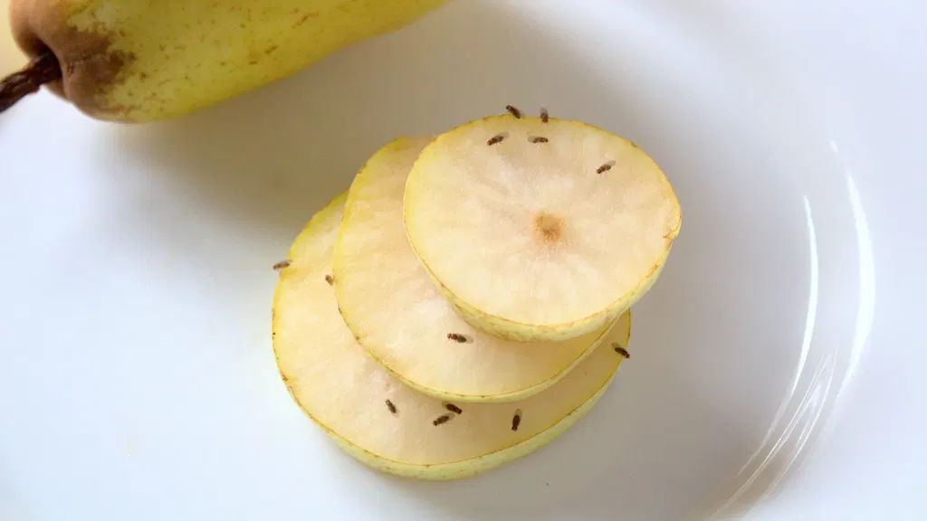 How to banish fruit flies with apple cider vinegar — and prevent them from coming back