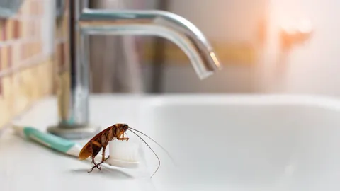 Why cockroaches suddenly appear in clean homes (and how to stop them for good)