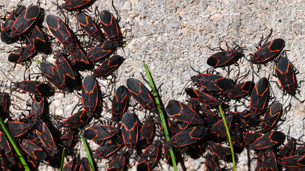 Boxelder bugs are seeking shelter this fall — this $2 kitchen item stops them from swarming your house