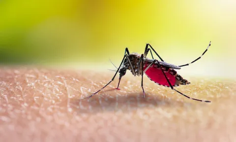 A simple garden spray repels mosquitoes and stops them from breeding near your home — here's how to make it