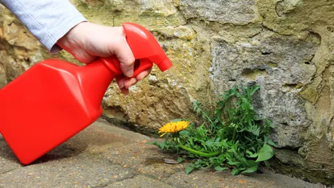  Does vinegar really kill weeds? Gardening experts reveal when this DIY solution actually works (and when it doesn't) 