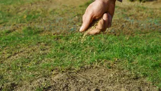  Before your lawn goes dormant, do this 15-minute job for thicker grass next spring 