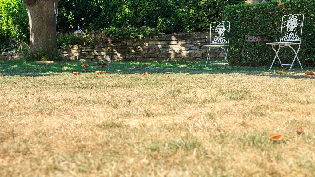 Gardeners urged to look out for 'nightmare infestation', according to a lawn expert. Here’s what you need to do in September