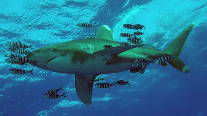  How to watch Shark Week 2026 online from anywhere 