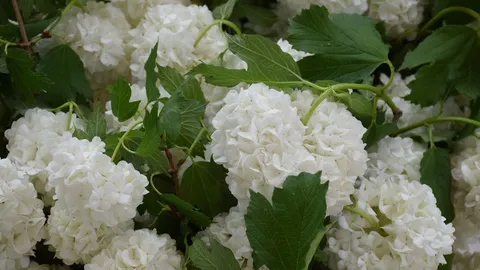 Stop buying new hydrangeas — there’s a simple hack to multiply your plants for free