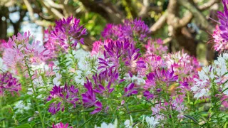  I was an AI skeptic — until I started using it to identify plants 