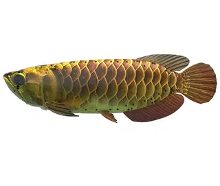  China's autonomous 'bionic robot' fish looks just like the real one, perfect for covert military operations — Robocean BG5 could also be used to track poachers 