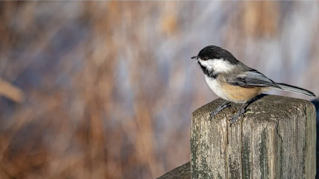 Stop buying filler seed: What chickadees actually need to survive a cold snap