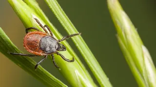  Tick numbers are surging — here's why a lint roller is my secret weapon this summer 