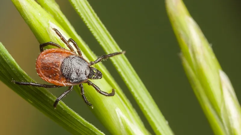  Tick numbers are surging — here's why a lint roller is my secret weapon this summer 