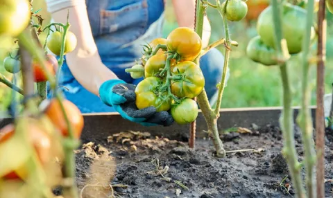 How to double your tomato harvest — the 3-step pruning system for massive yields