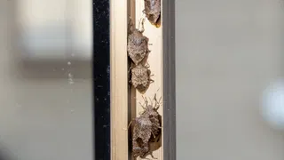  Got stink bugs? Here’s how to trap them with this ‘sticky’ solution you already have in your home 
