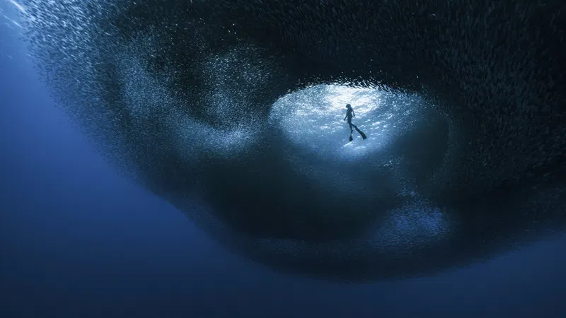 Ocean Photographer of the Year 2026 Finalists
