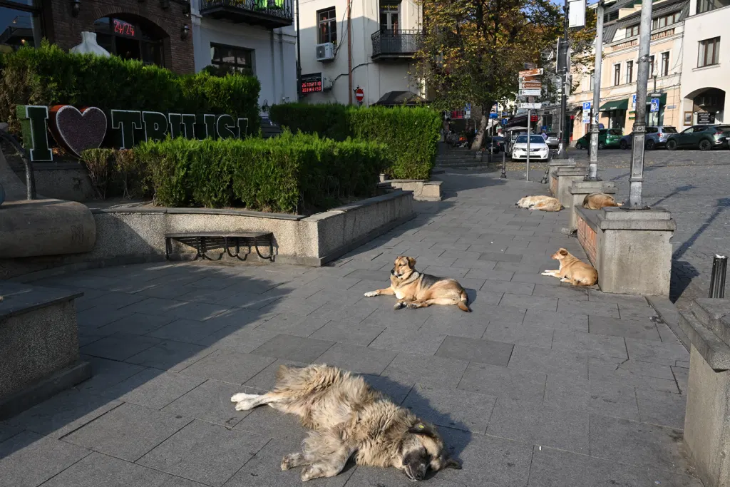 Georgia’s Dogs Are Disappearing