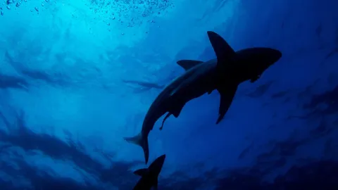 Shark Sightings Surge This Summer as They Seek Relief From the Heat