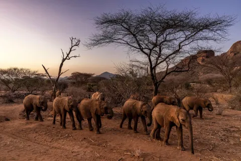Authorities Investigating Mysterious Deaths of 15 Elephants at Kenyan National Park