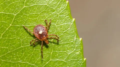 A Rare and Deadly Tick Virus With No Cure Has Taken Hold in New York