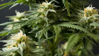Scientists Uncover Surprising Link Between Cannabis and Violence