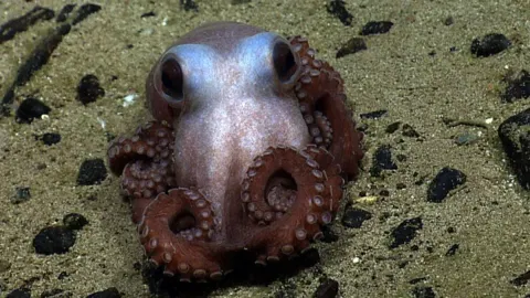 Plans for World’s First Octopus Farm Scrapped Over Ethical Concerns and Regulatory Hurdles
