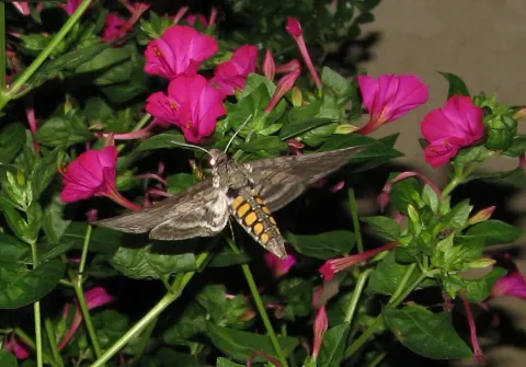 These Moths Smell Flowers Through Their Wings, Study Finds