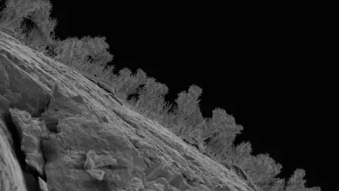 The Great Lakes Are Hiding a Secret Underworld of Tardigrades and Rock-Eating Fungi