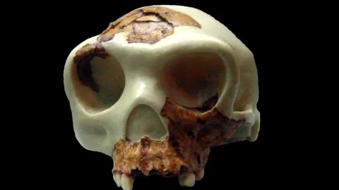 Archaeologists Thought These Early Cannibals Mostly Ate Children. They Were Wrong