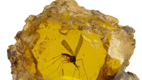 Don’t You Dare Recreate Dinosaurs If You Buy This ‘Jurassic Park’ Amber Mosquito