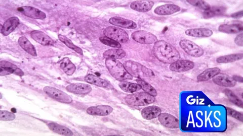 Can Vaccines Really Help Prevent Dementia?