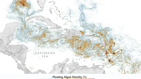 NASA Map Reveals Record Blob of Vacation-Wrecking Seaweed