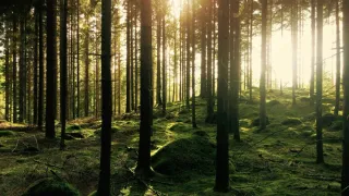 Tree.fm Provides Looping Doses of Forest-Based Audio Valium