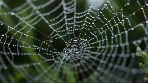 Why Did It Take So Long for the Web to Get Its Own Domain Name?
