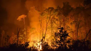 A ‘Super’ El Niño Could Push the Amazon Toward a Tipping Point, Scientists Warn