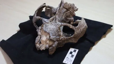 This 236-Million-Year-Old Fossil Just Rewrote the Story of Live Birth