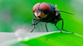 The Flesh-Eating Screwworm’s Comeback Is Now Killing People, Too