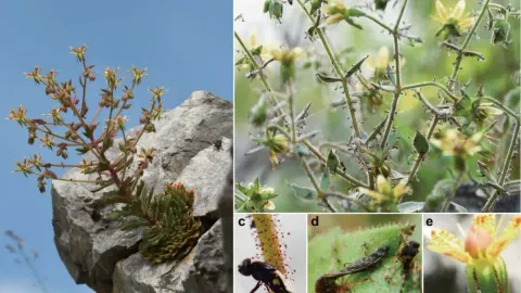 This Plant Has Been Hiding a Killer Secret. Darwin Called It 150 Years Ago
