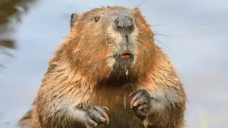 Maryland Officials Shut Down State Park After 2 Beaver Attacks
