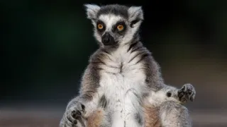 Vets Traced a Lemur’s Fatal Herpes Infection Back to a Yoga Class