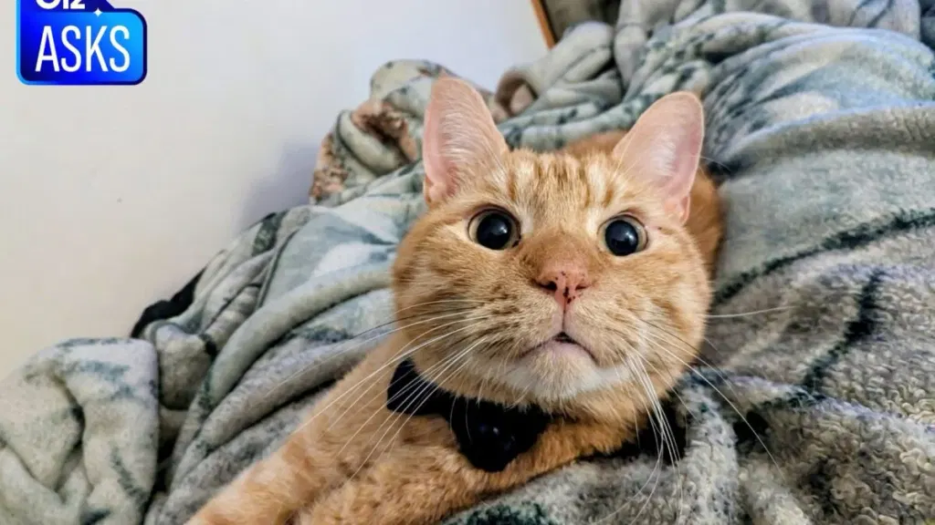 Do Cats Really Love Us?