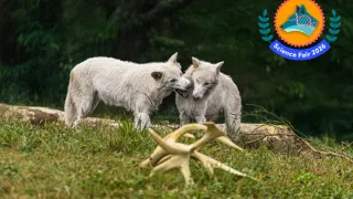 This Gene-Tech Is More Impressive Than the Extinct Dire Wolves It Created. Here’s Why