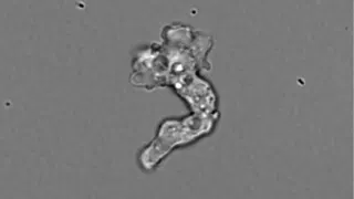 Say Hello to the ‘Fire Amoeba.’ It Just Broke a Heat Limit Scientists Thought Was Impossible
