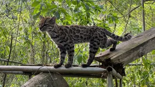 Scientists Discover First New Cat Species in Over a Century—and It’s Love at First Sight